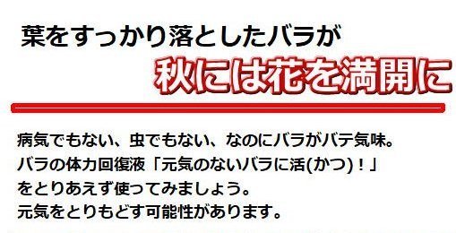 咲かない 枯れそう 大きくならないバラに液体のカニガラ