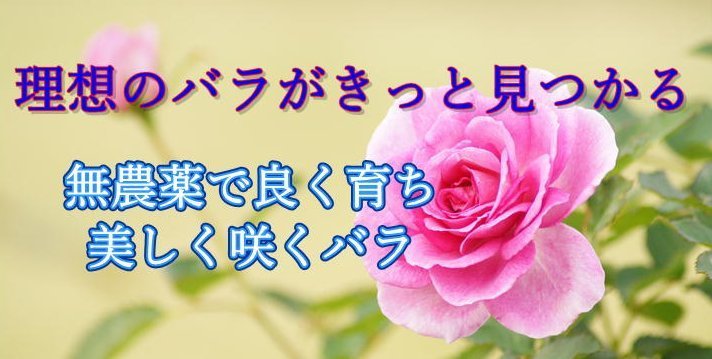 確実に農薬不使用の栽培ができるバラ