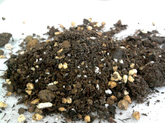 清水園芸店の鉢バラの土
