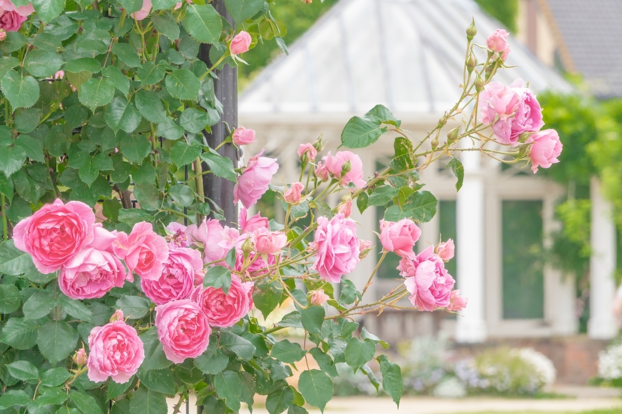 無農薬でもバラは咲きます