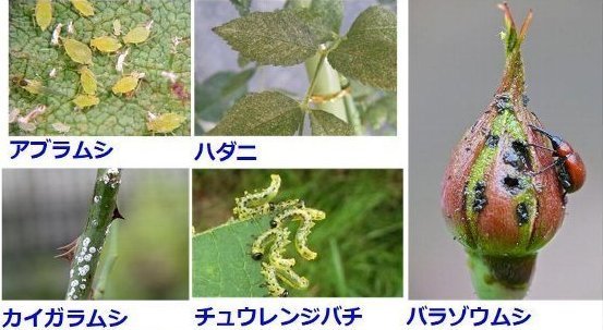 アグリチンキ36で対応できるバラの害虫