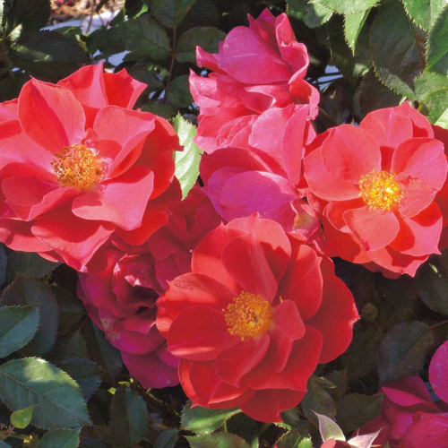 風姿花伝 紅