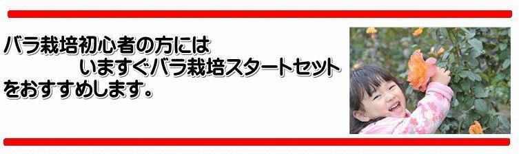 いますぐバラ栽培セット