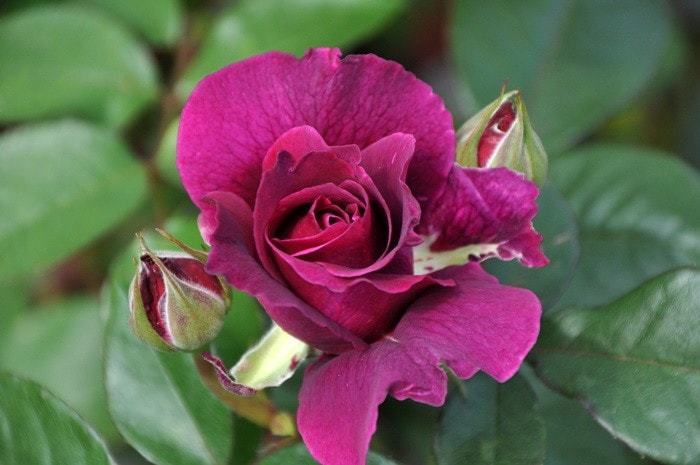 イントゥリーグ