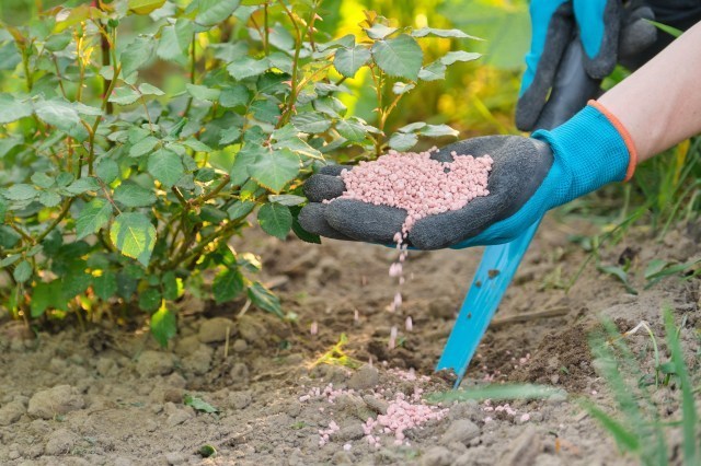 夏のバラには夏の肥料を中断
