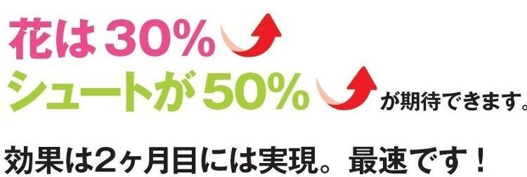 バラの花は３０％アップ