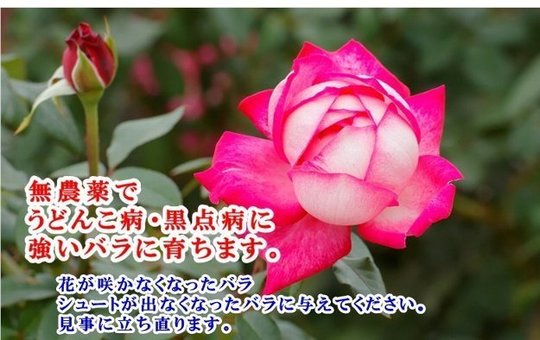 バラのうどんこ病 黒点病対策液 キトサン溶液 ばら専科 バラのうどんこ病 黒点病対策液 キトサン溶液 ばら専科