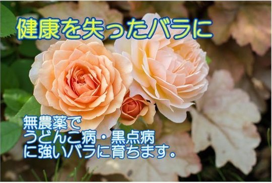 元気のないバラに うどんこ病黒点病も処理 体力復活液